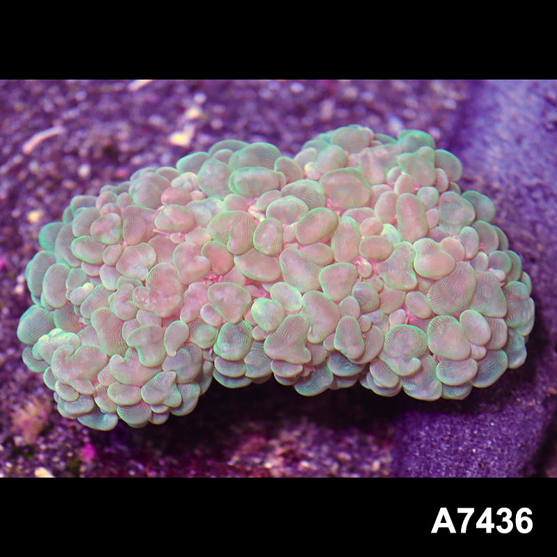 Item#A7436RW7436(M) WYSIWYG Indo Ultra Bubble Coral Colony