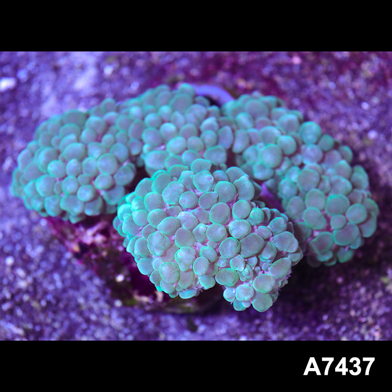 Item#A7437RW7437(L) WYSIWYG Indo Ultra Bubble Coral Colony