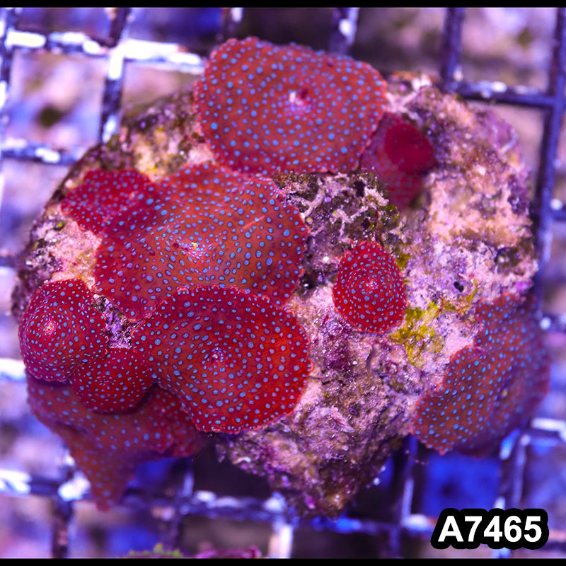 Item#A7465RW7465(S) WYSIWYG Vietnam Ultra Discosoma Mushroom Colony