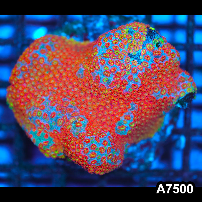 Item#A7500IN7500(M) WYSIWYG Indo Cultured Ultra Red Short Polyp Goniopora Colony