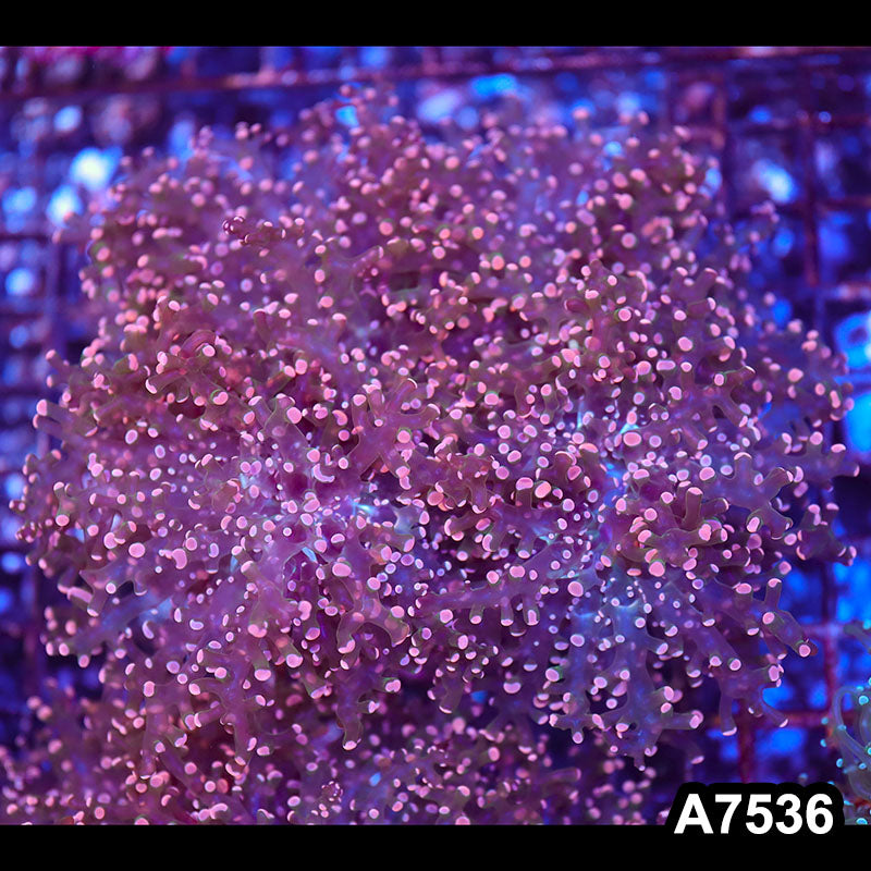 Item#A7536LW7536(L) WYSIWYG Indo Premium Cultured Ultra Pink Tip Branching Frogspawn Colony