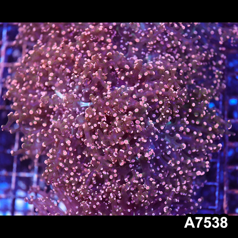 Item#A7538LW7538(L) WYSIWYG Indo Premium Cultured Ultra Pink Tip Branching Frogspawn Colony