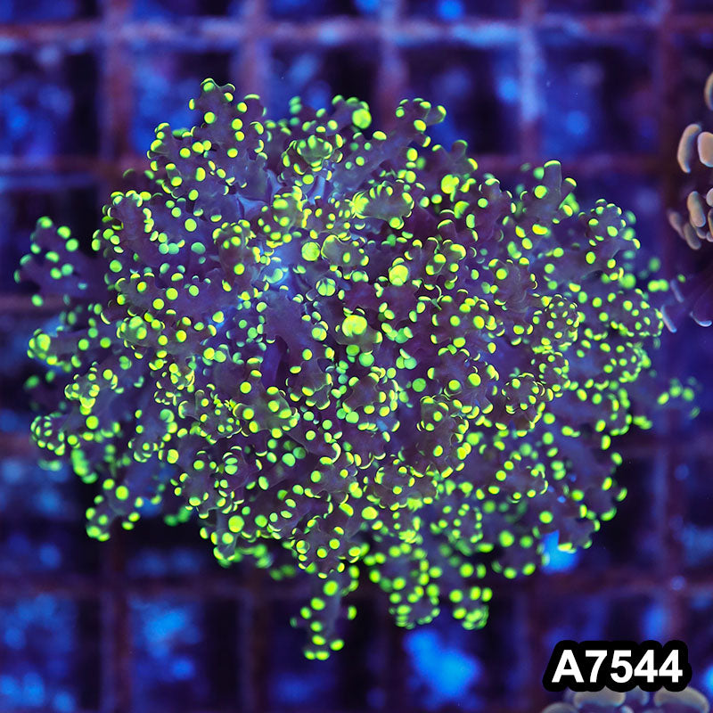 Item#A7544LW7544(L) WYSIWYG Indo Premium Cultured Ultra Yellow Tip Branching Frogspawn