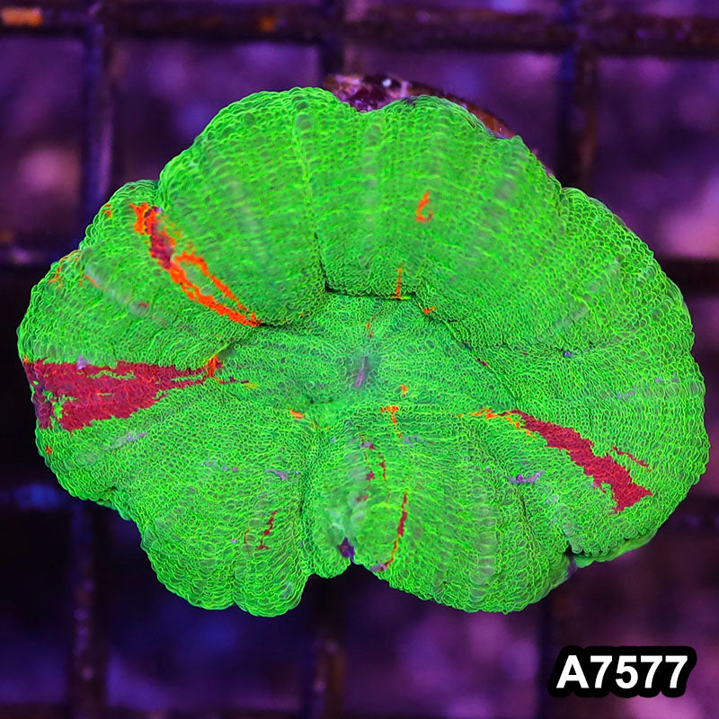 Item#A7577LW7577(S) WYSIWYG Aussie Imperfect Ultra Unique Scolymia