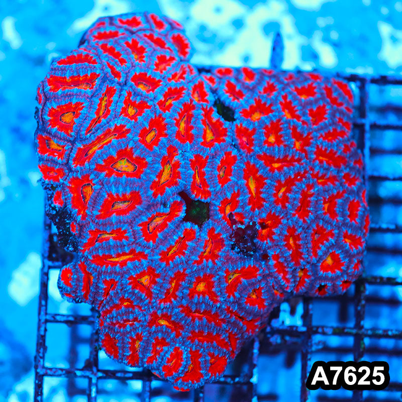 Item#A7625IN7625(L) WYSIWYG Aussie Rainbow Acan Lord Colony