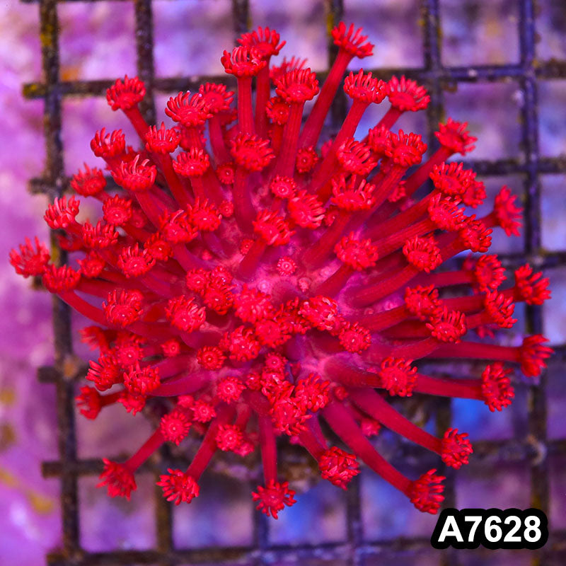 Item#A7628IN7628(M) WYSIWYG Indo Ultra Cultured Red Goniopora Colony