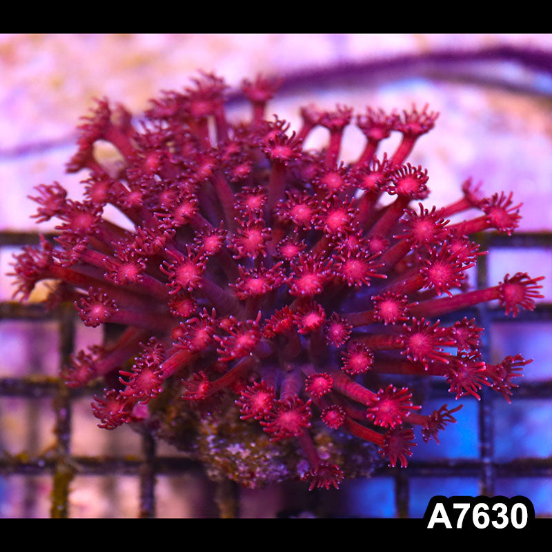 Item#A7630IN7630(M) WYSIWYG Indo Ultra Cultured Red Goniopora Colony