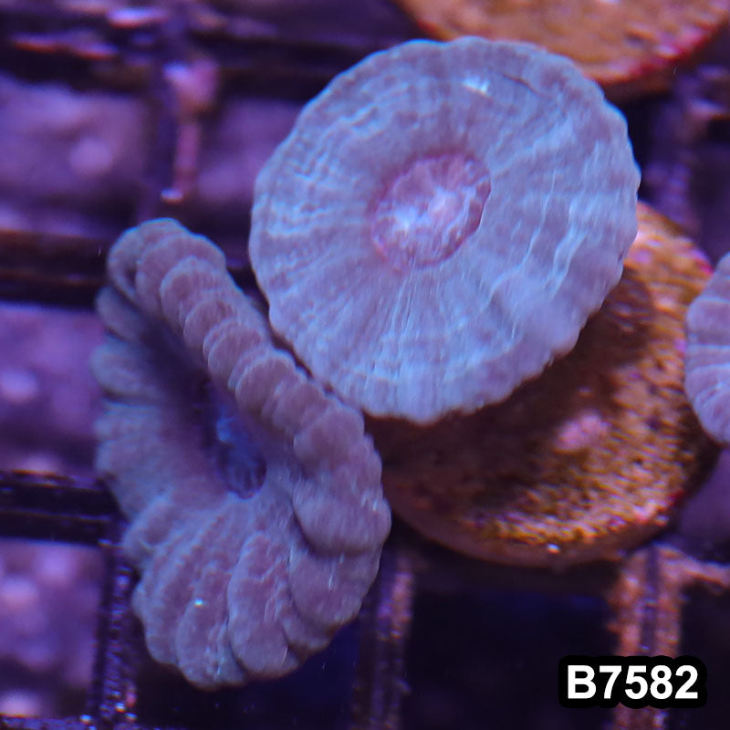 Item#B7582LW7582(S) WYSIWYG Indo Ultra Unique Candy Cane Frag