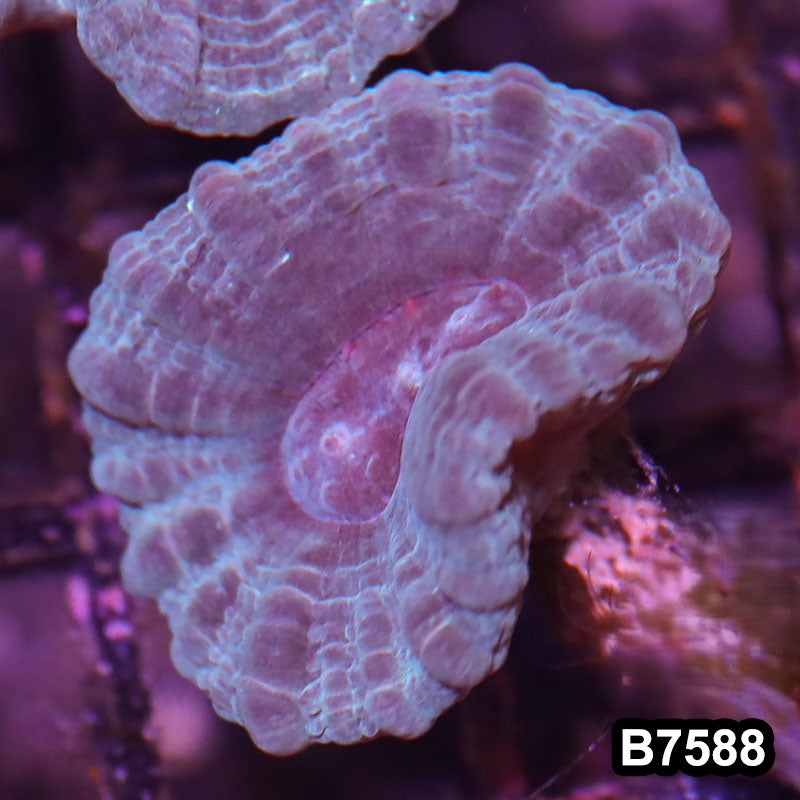 Item#B7588LW7588(S) WYSIWYG Indo Ultra Unique Candy Cane Frag