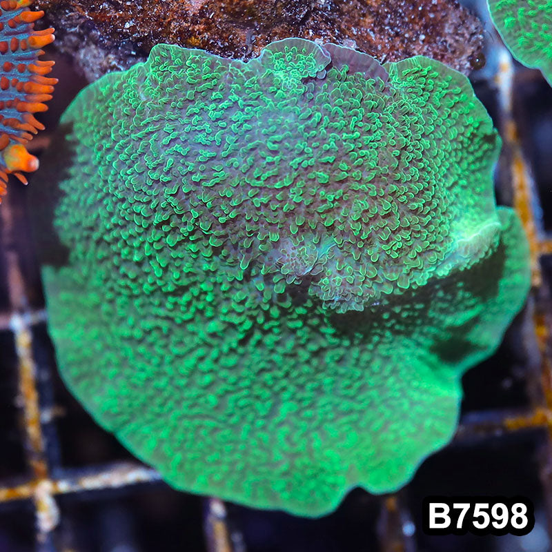 Item#B7598LW7598(S) WYSIWYG Vietnam Green Elephant Ear Mushroom