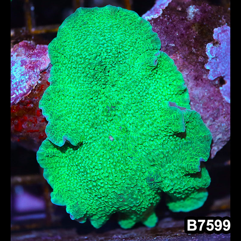 Item#B7599LW7599(S) WYSIWYG Vietnam Green Elephant Ear Mushroom