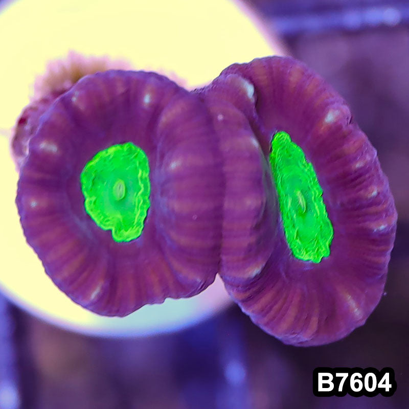 Item#B7604RW7604(S) Hand Selected Aussie Ultra Unique Candy Cane Frag