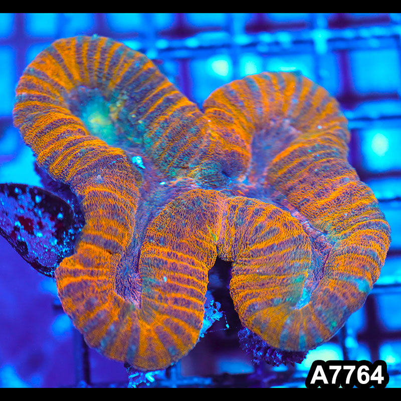 Item#A7764IN7764(M) WYSIWYG Aussie Ultra Unique Lobophyllia