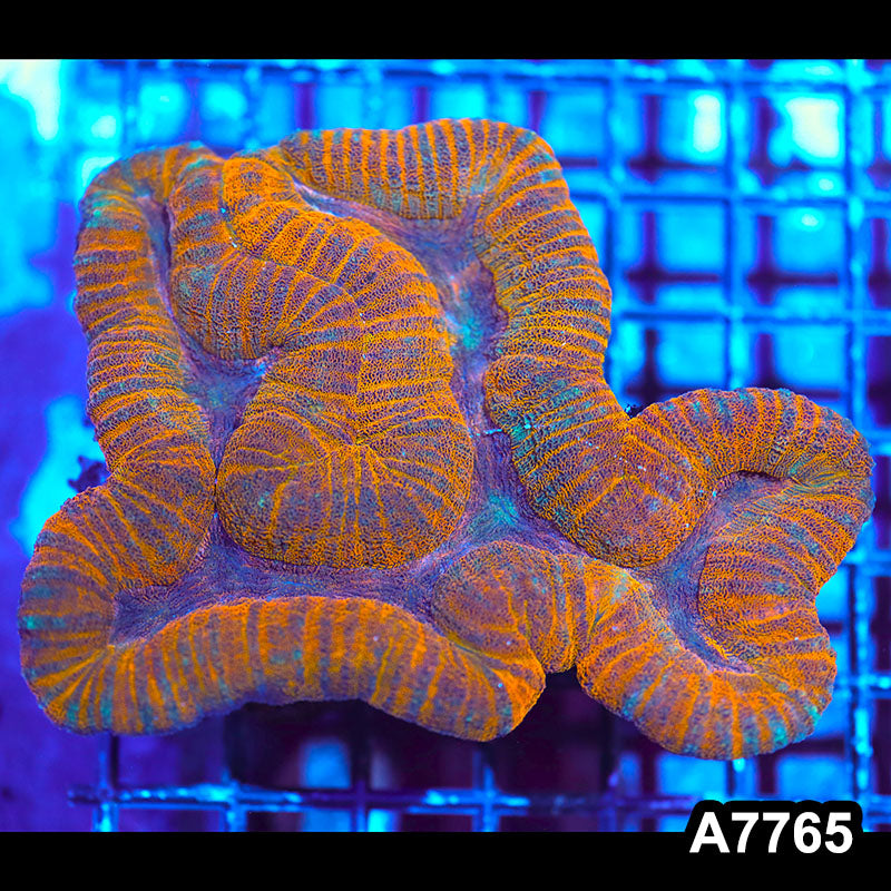 Item#A7765IN7765(M) WYSIWYG Aussie Ultra Unique Lobophyllia