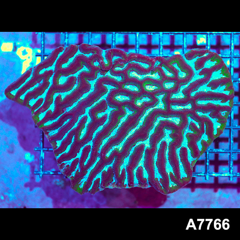 Item#A7766IN7766(L) WYSIWYG Aussie Ultra Unique Maze Brain Colony