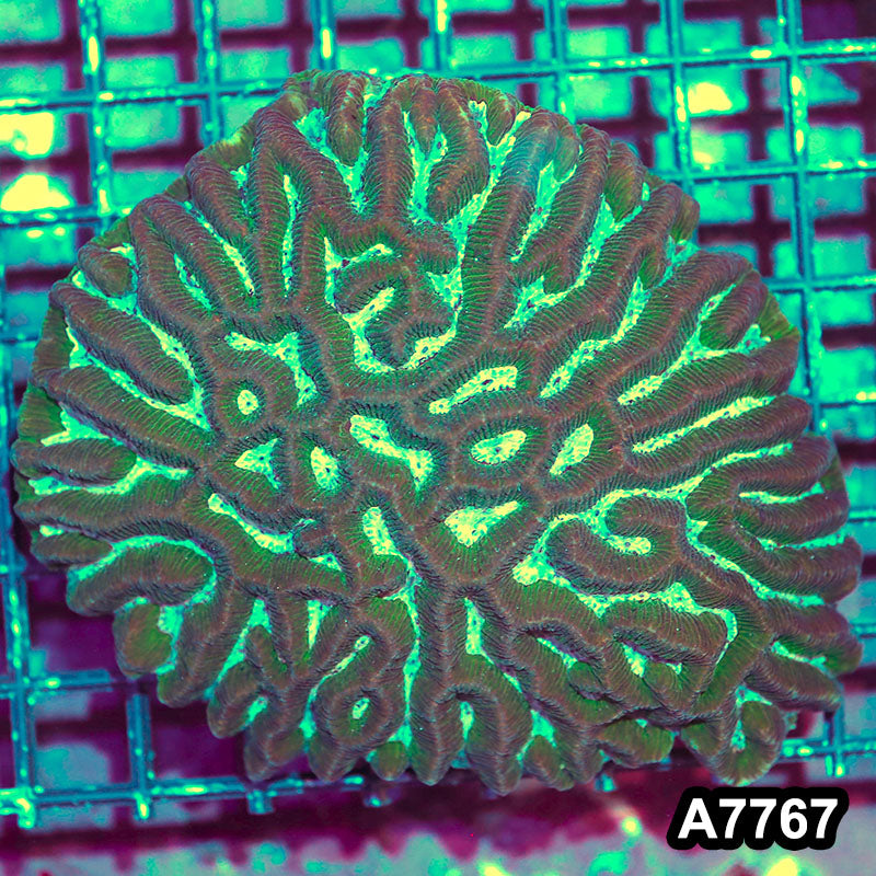 Item#A7767IN7767(M) WYSIWYG Aussie Ultra Unique Maze Brain Colony