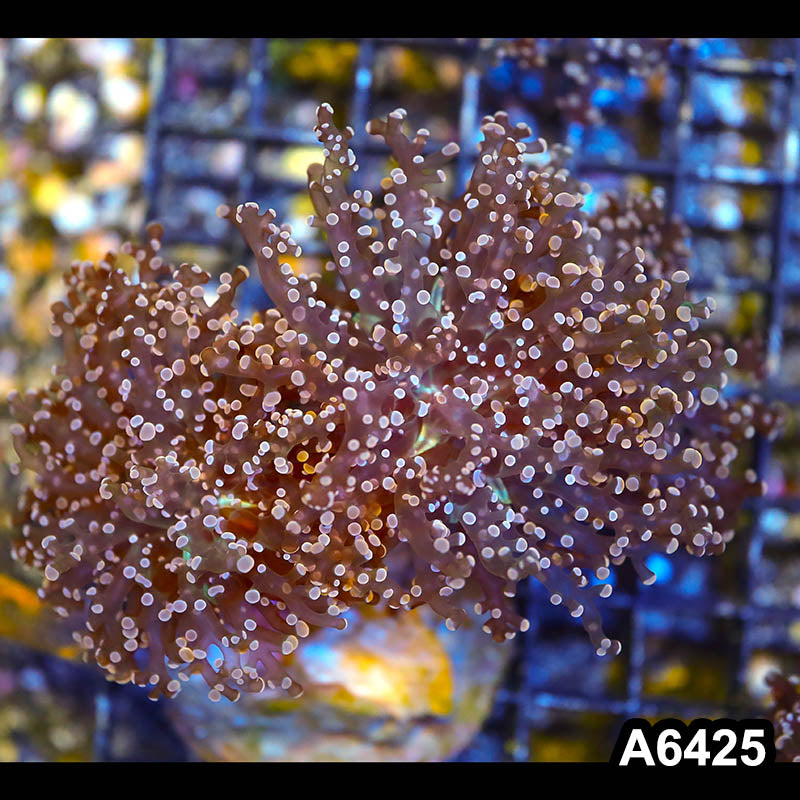 Item#A6425LW6425(M) WYSIWYG Indo Cultured Ultra Pink Tip Branching Frogspawn Colony