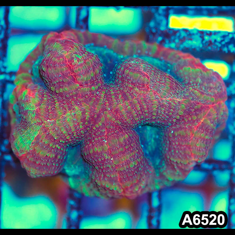 Item#A6520IN6520(S) WYSIWYG Aussie Ultra Unique Bowerbanki Frag