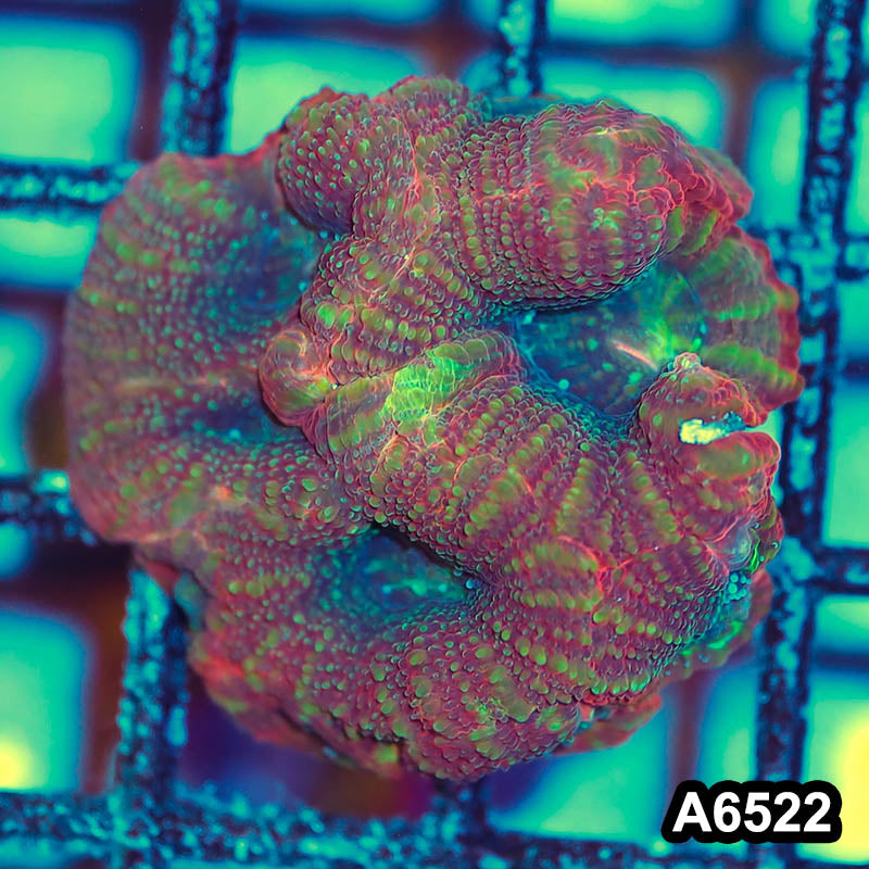 Item#A6522IN6522(S) WYSIWYG Aussie Ultra Unique Bowerbanki Frag