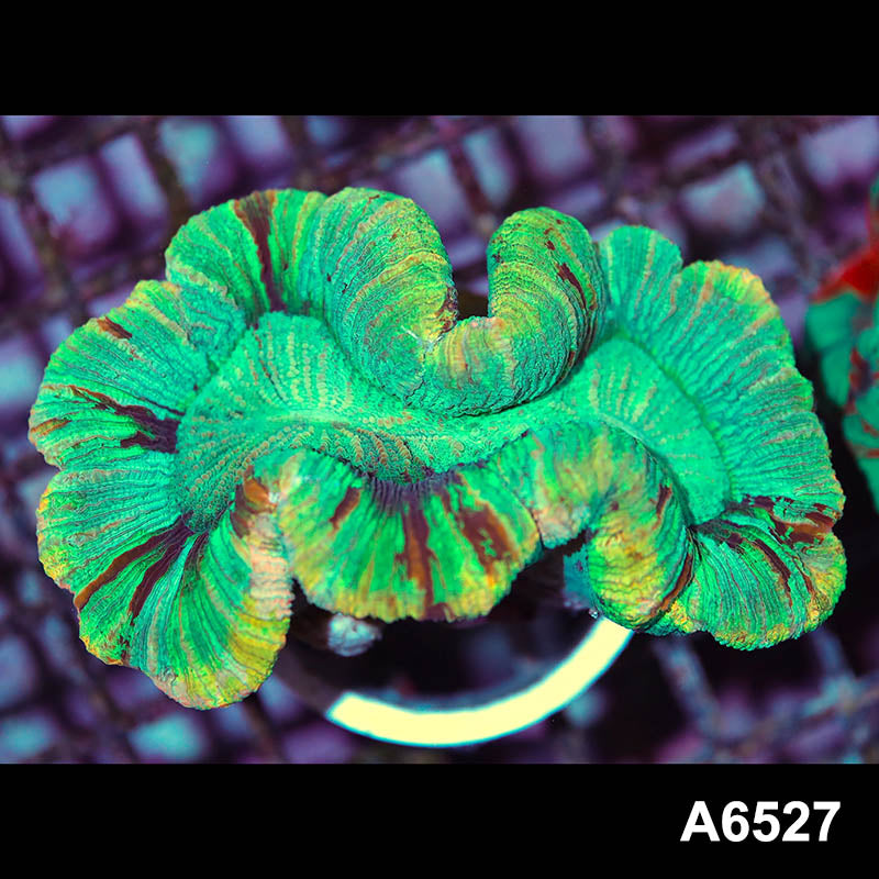 Item#A6527IN6527(M) WYSIWYG Aussie Premium Rainbow Trachyphyllia Colony