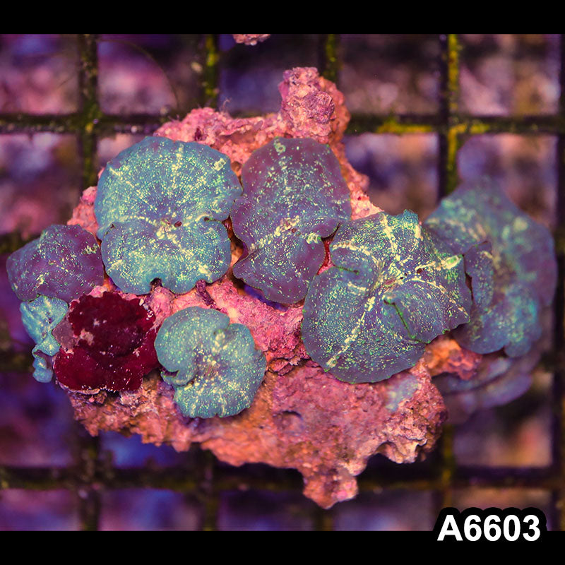 Item#A6603RW6603(M) WYSIWYG Vietnam Ultra Discosoma Mushroom Colony