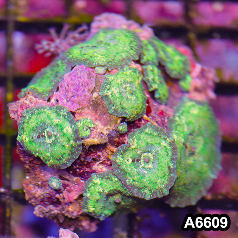 Item#A6609RW6609(M) WYSIWYG Vietnam Ultra Discosoma Mushroom Colony