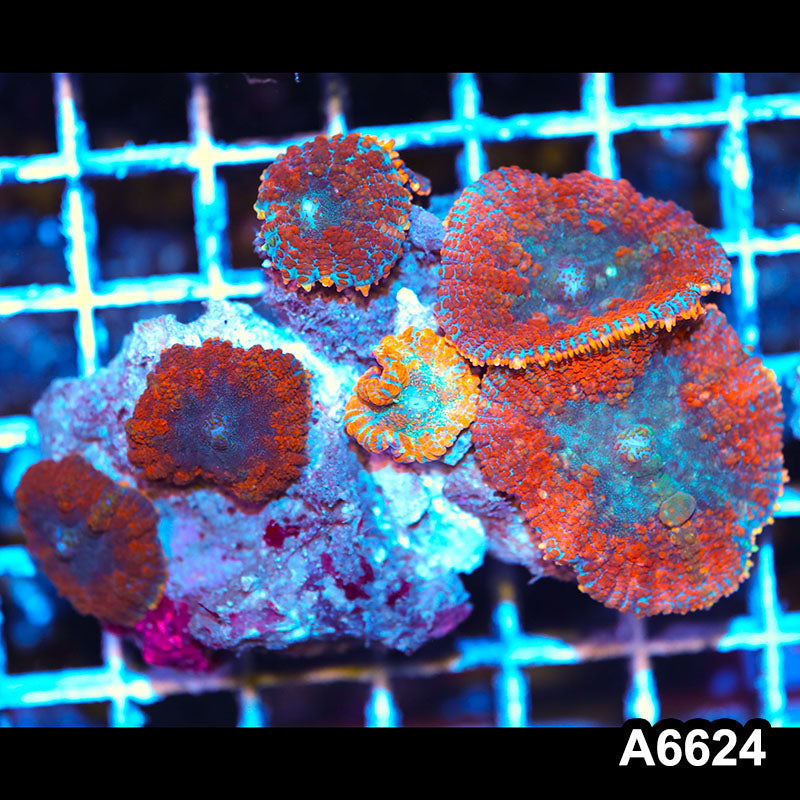 Item#A6624RW6624(M) WYSIWYG Vietnam Ultra Rhodactis Mushroom Colony