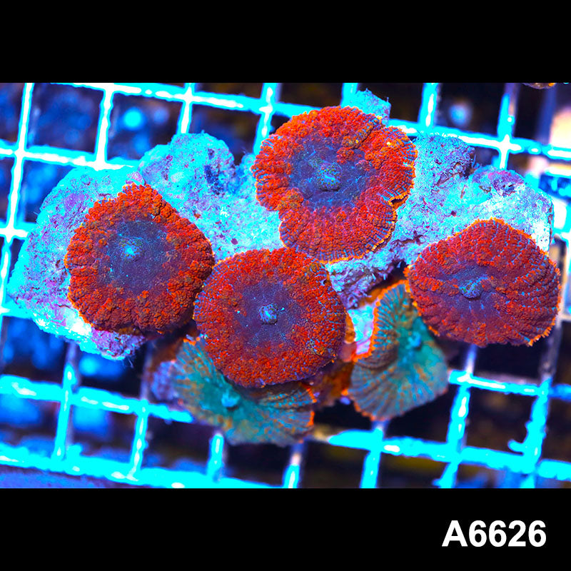 Item#A6626RW6626(M) WYSIWYG Vietnam Ultra Rhodactis Mushroom Colony