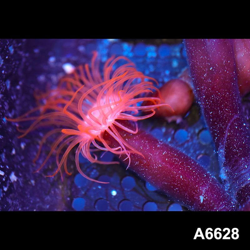 Item#A6628IN6628(S) WYSIWYG Vietnam Ultra Red Tube Anemone