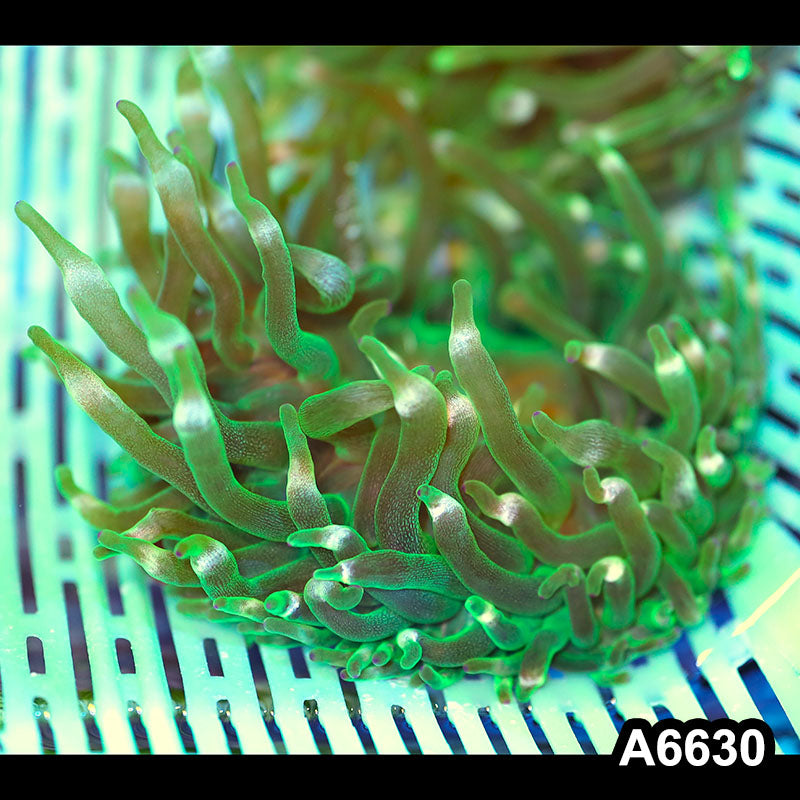 Item#A6630IN6630(M) WYSIWYG Vietnam Ultra Tip Bubble Anemone