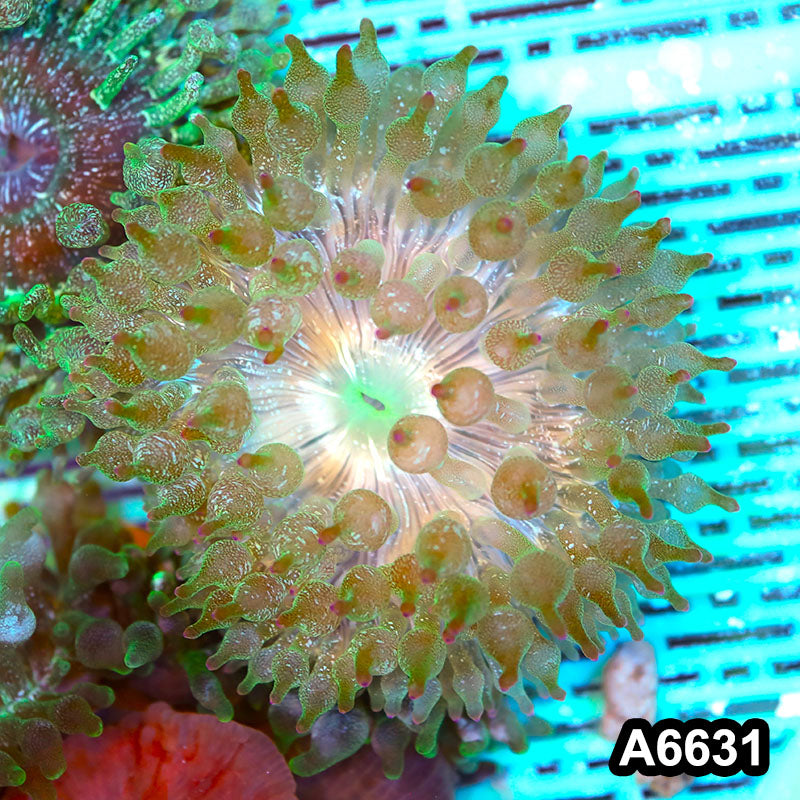 Item#A6631IN6631(M) WYSIWYG Vietnam Ultra Tip Frosted Bubble Anemone