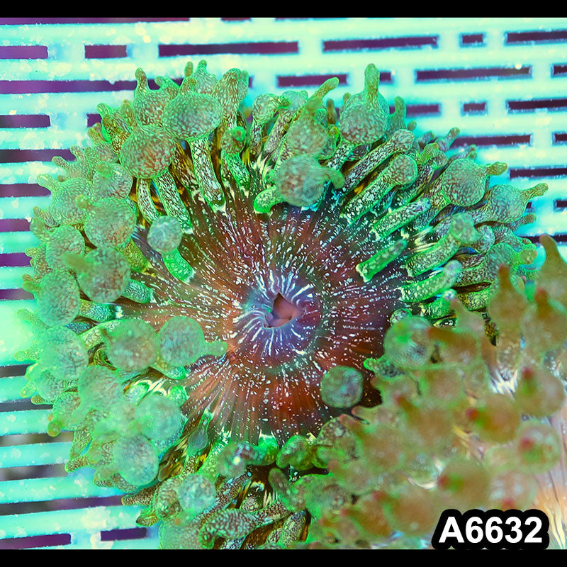 Item#A6632IN6632(M) WYSIWYG Vietnam Ultra Tip Frosted Bubble Anemone