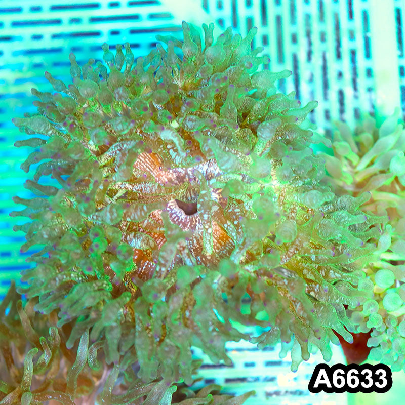 Item#A6633IN6633(M) WYSIWYG Vietnam Ultra Tip Frosted Bubble Anemone