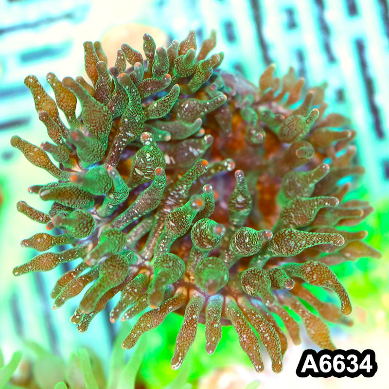 Item#A6634IN6634(M) WYSIWYG Vietnam Ultra Tip Frosted Bubble Anemone