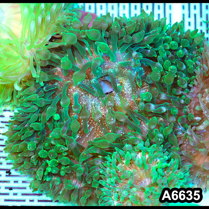 Item#A6635IN6635(L) WYSIWYG Vietnam Ultra Tip Frosted Bubble Anemone