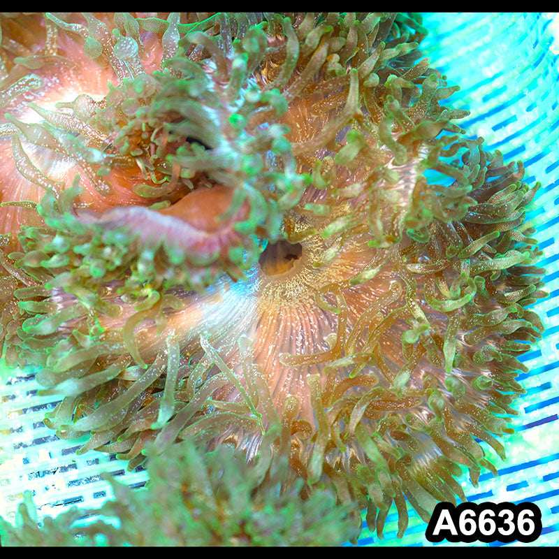 Item#A6636IN6636(M) WYSIWYG Vietnam Ultra Tip Frosted Bubble Anemone