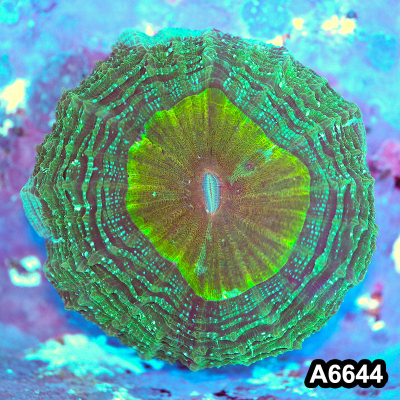 Item#A6644IN6644(M) WYSIWYG Jakarta Ultra Unique Acanthophyllia