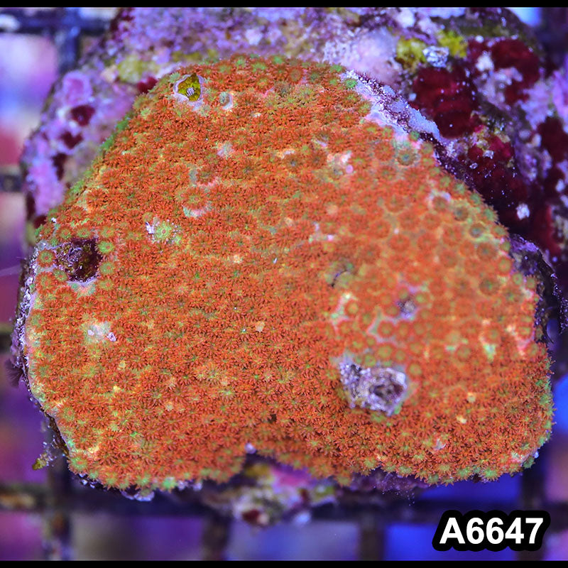 Item#A6647IN6647(M) WYSIWYG Indo Cultured Ultra Short Polyp Goniopora Colony