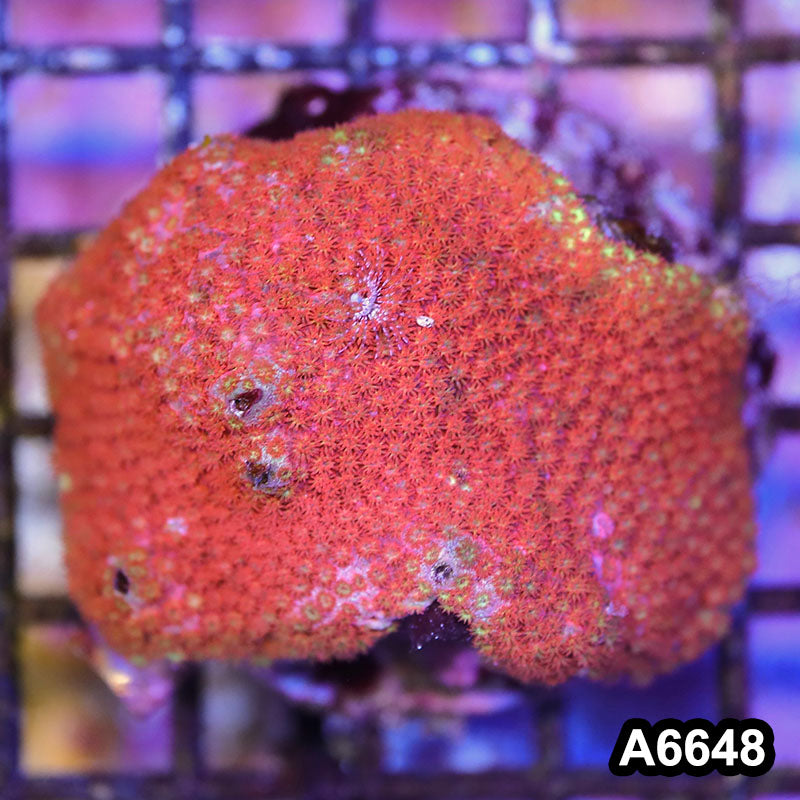 Item#A6648IN6648(M) WYSIWYG Indo Cultured Ultra Short Polyp Goniopora Colony