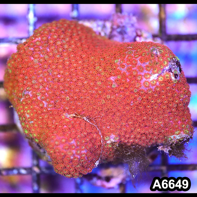 Item#A6649IN6649(M) WYSIWYG Indo Cultured Ultra Short Polyp Goniopora Colony