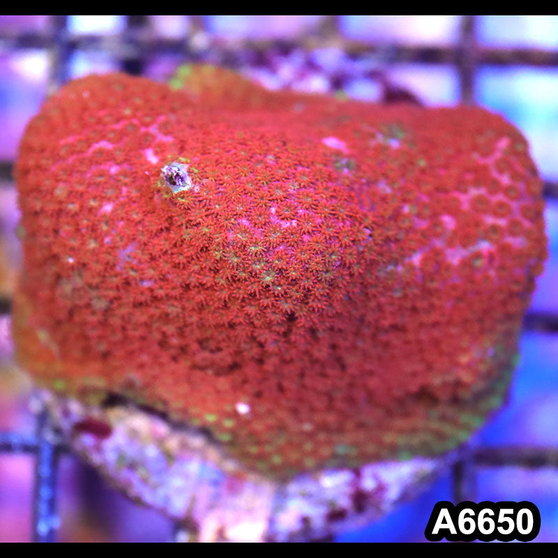 Item#A6650IN6650(M) WYSIWYG Indo Cultured Ultra Short Polyp Goniopora Colony