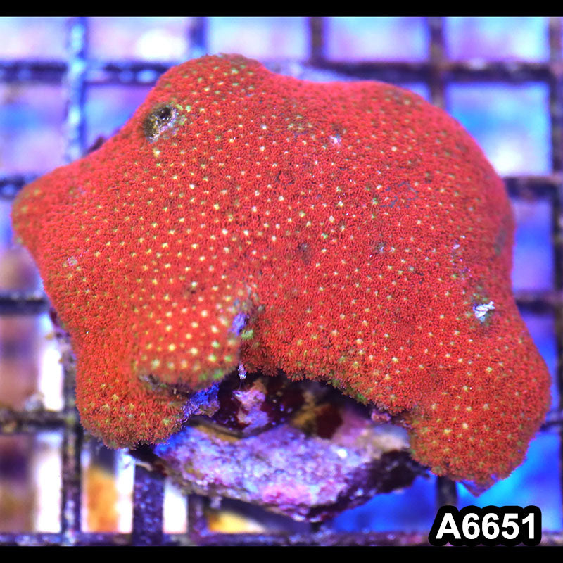 Item#A6651IN6651(M) WYSIWYG Indo Cultured Ultra Short Polyp Goniopora Colony