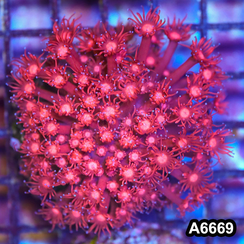 Item#A6669IN6669(M) WYSIWYG Indo Cultured Ultra Unique Goniopora Colony