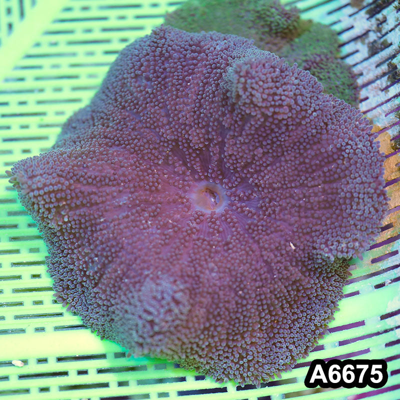 Item#A6675IN6675(M) WYSIWYG Vietnam Ultra Unique Carpet Anemone