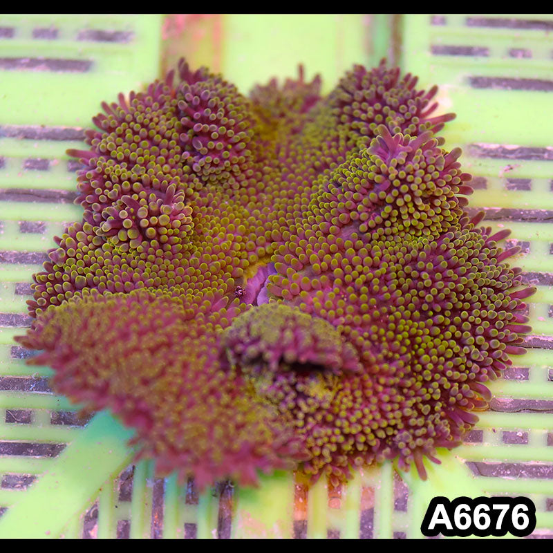 Item#A6676IN6676(S) WYSIWYG Vietnam Carpet Anemone