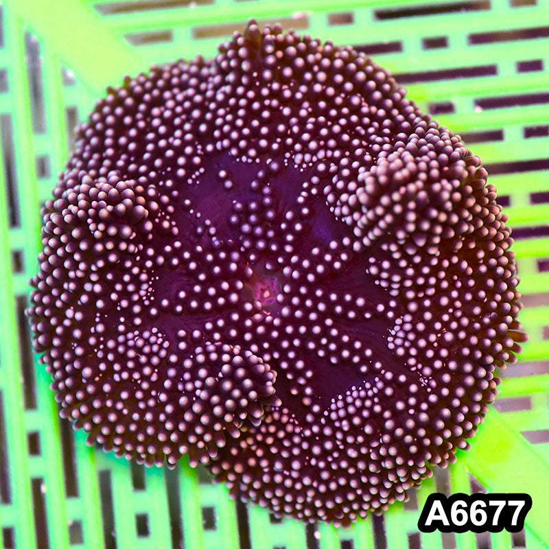 Item#A6677IN6677(S) WYSIWYG Vietnam Carpet Anemone