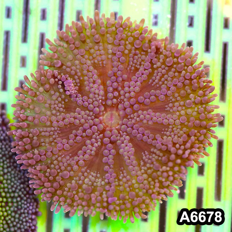 Item#A6678IN6678(S) WYSIWYG Vietnam Carpet Anemone