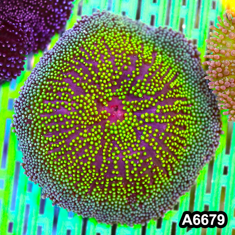 Item#A6679IN6679(S) WYSIWYG Vietnam Carpet Anemone