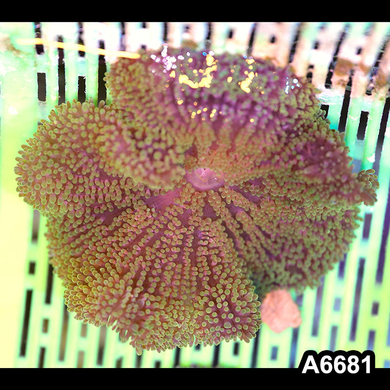 Item#A6681IN6681(M) WYSIWYG Vietnam Carpet Anemone