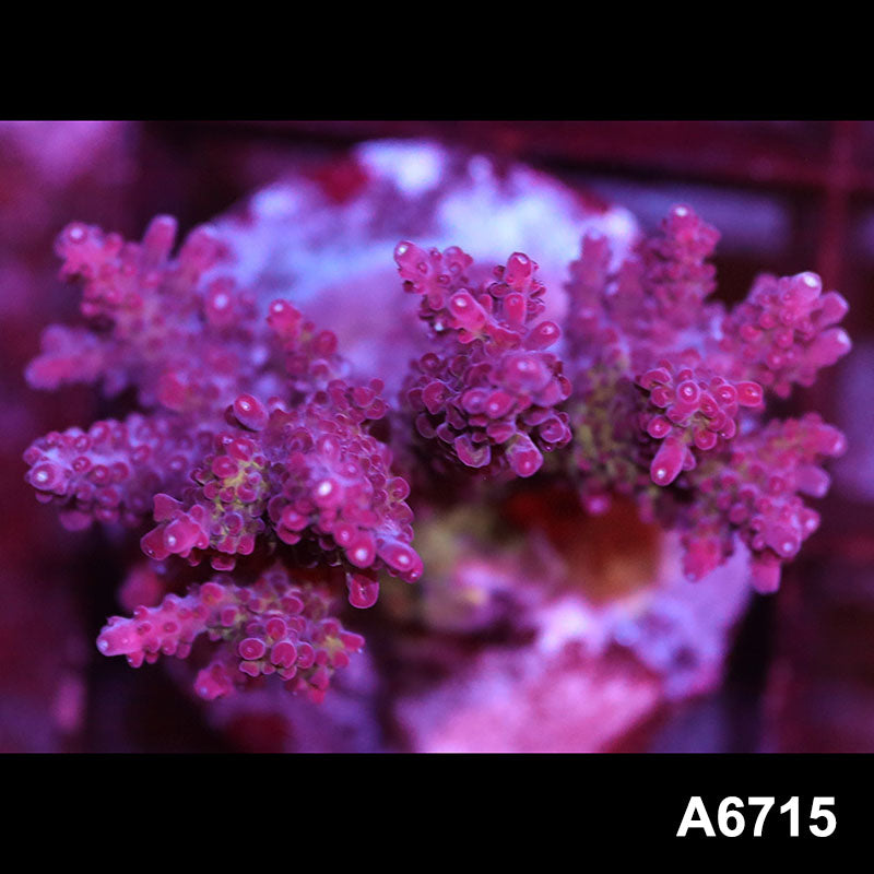 Item#A6715SP6715(M) WYSIWYG Indo Cultured Premium Acropora Colony